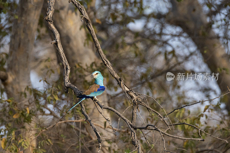 阿比西尼亚滚轮(Merops bulocki)， Zakouma国家公园，乍得